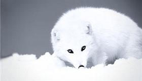 梦见白狐狸是什么意思 有什么征兆