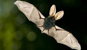 家里飞进蝙蝠是有什么预兆呢