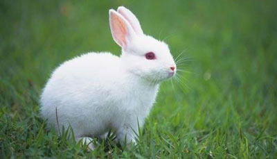 子时出生的属兔人命运分析