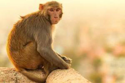 子时出生的属猴人命运分析
