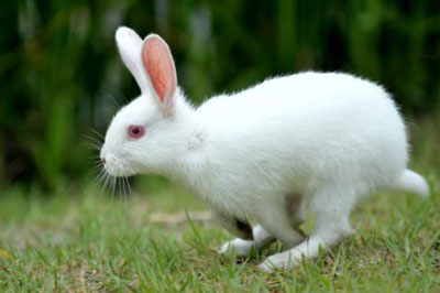 卯时出生的属兔人命运分析