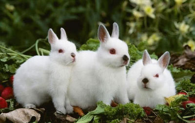 辰时出生的属兔人命运分析