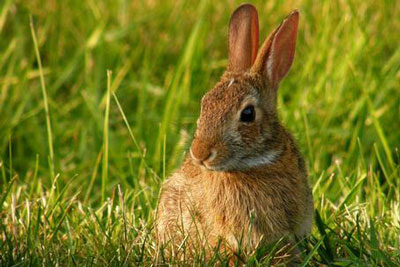 酉时出生的属兔人命运分析