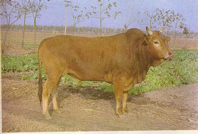 农历十一月出生的属牛人命运
