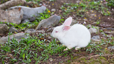 农历十二月出生的属兔人运程