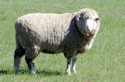 农历十月份出生的属羊人运程如何