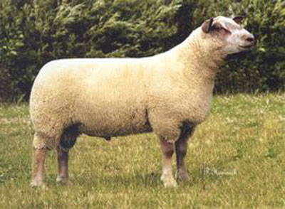 农历二月出生的属羊人命运