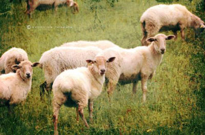农历12月出生的属羊人运势
