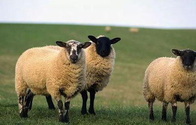 农历七月出生的属羊人命运如何