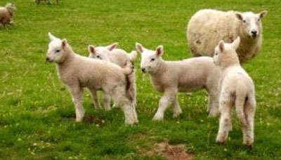 农历五月出生的属羊人命运