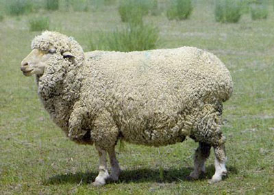 农历八月出生的属羊人命运
