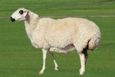 农历十一月出生的属羊人命运