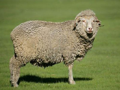农历十一月出生的属羊人命运