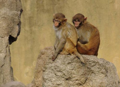 1968年属猴人的婚姻命运
