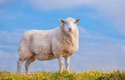 1967年出生的54岁属羊人2021年运程