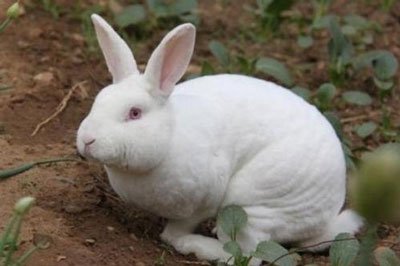 1987年出生的34岁属兔人21年的运程 安测网
