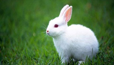 1963年出生的58岁属兔人在2021年的运程