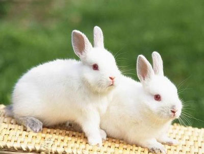 春天出生的属兔人命运分析