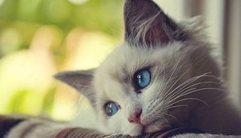 做梦梦到抱着很温顺的猫代表了什么预兆