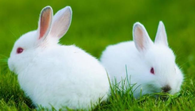 紫微斗数分析2021年属兔人的全年运势